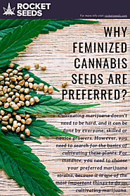 Why Feminized Cannabis Seeds are Preferred? - Rocket Seeds | Buy Marijuana Seeds Online