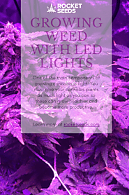 Growing Weed With LED: Easy Tips to Cultivate Weed With LED