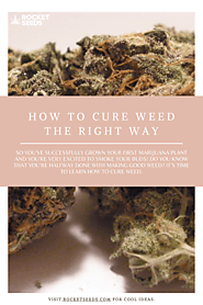 How to Cure Weed the Right Way