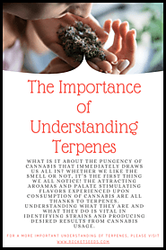 The Importance of Understanding Terpenes - Rocket Seeds | Buy Marijuana Seeds Online