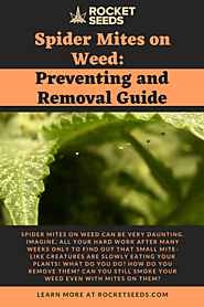 Spider Mites on Weed: Prevention and Removal Guide