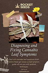 Diagnosing and Fixing Cannabis Leaf Symptoms