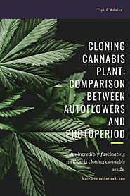 Cloning Cannabis Plant: Comparison Between Autoflowers and Photoperiod - Rocket Seeds | Buy Marijuana Seeds Online