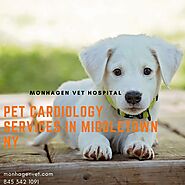 Pet Cardiology Services in Middletown NY