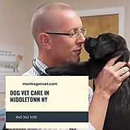 Dog Vet Care in Middletown NY