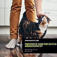 Preventive Care for Cats in Middletown NY