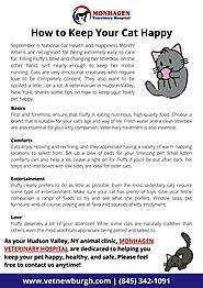 4 Tips To Keep Your Indoor Cat Happy