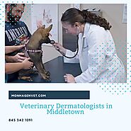 Veterinary Dermatologists in Middletown