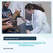 Veterinary Dermatologists in Middletown | Visual.ly
