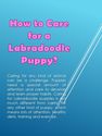 How to Care for a Labradoodle Puppy?
