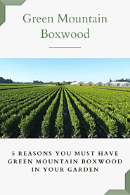 5 Reasons Your Garden Must Have Green Mountain Boxwood