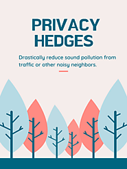 Privacy Trees: An attractive option for blocking views
