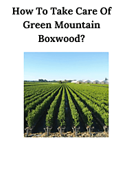 How To Take Care Of Green Mountain Boxwood?