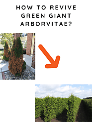 Ways To Bring Back Green Giant Arborvitaes With Browned-Out Foliage