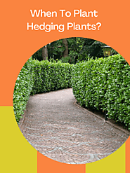 Planting Guide For Hedging Plants