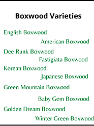 What Are Some Varieties of Boxwood Hedges?