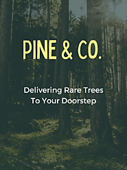 Healthy Trees, Rare & Unique plants | Pine & Co.