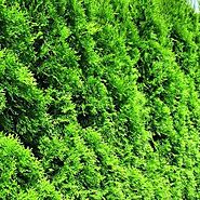 All About Green Giant Arborvitae Trees