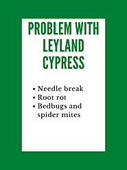 Why don't we recommend Leyland Cypress Trees?