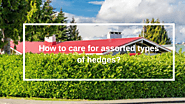 Things You Need To Know About Hedge Care