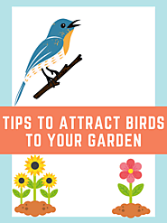 Easy Ways To Attract Birds To Your Garden