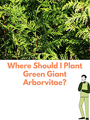 Green Giant Arborvitae Planting And Caring Tips