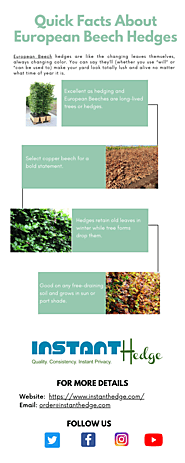 Quick Facts About European Beech Hedges | InstantHedge
