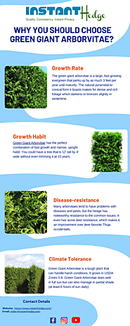 What are the benefits of growing green giant arborvitae?