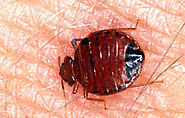 Bed Bug Treatment in Akron OH