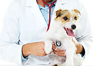 Hire Veterinarian Technician Jobs