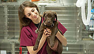 veterinarian kennel attendant jobs hiring