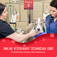 Permanent Vet Receptionists Jobs