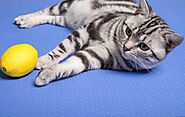 Can Cats Eat Lemon | The Secret Answer Will Make You Wonder