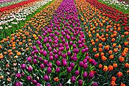 Tulip Facts for your Next Kosher Excursion to Holland