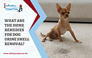 What Are The Home Remedies For Dog Urine Smell Removal | Infinity Carpet Care
