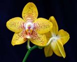 Everything you need to know to grow beautiful orchids
