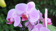 Getting Orchids to Bloom Again: Gardener's Supply