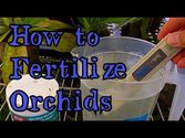 How to Fertilize Orchids : Fertilizing Cymbidium Orchids " How to feed my Orchid"
