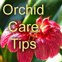 Fertilizing Orchids