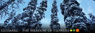 Visit Gulmarg- Kashmir's Meadow Of Flowers