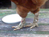 Spot and prevent scaly leg mites on chickens is a common disease
