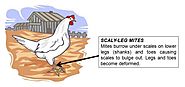 Know about types of scaly leg mites on chicken