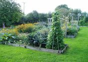 Organic vegetable gardening in NZ