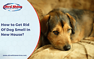 How To Get Rid Of Dog Smell In New House | Riverside