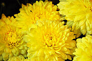 Yellow Chysanthemum
