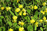 Yellow Prickly Pear Flower