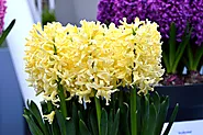 Yellow Dutch Hyacinth