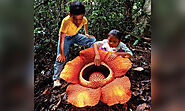 #8 The Rafflesia flower