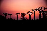 #7 Baobab trees