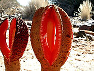 #6 Hydnora Africana